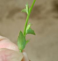 Triodanis perfoliata image